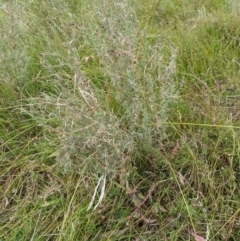 Epilobium sp. at Watson, ACT - 12 Feb 2022