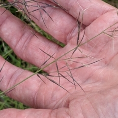 Aristida ramosa (Purple Wire Grass) at Watson, ACT - 12 Feb 2022 by abread111