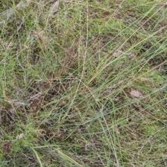 Aristida ramosa at Mount Majura - 12 Feb 2022