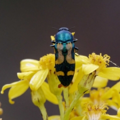 Castiarina flavopicta (Flavopicta jewel beetle) at Cotter River, ACT - 9 Feb 2022 by DPRees125