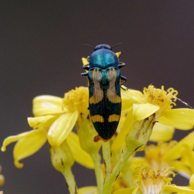 Castiarina flavopicta (Flavopicta jewel beetle) at Cotter River, ACT - 9 Feb 2022 by DPRees125