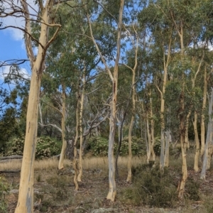 Eucalyptus mannifera at Mount Majura - 12 Feb 2022 03:37 PM