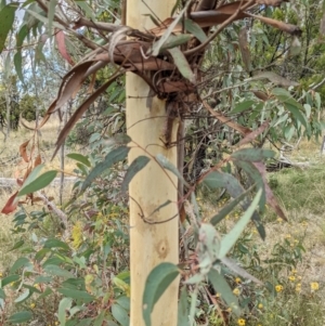 Eucalyptus mannifera at Mount Majura - 12 Feb 2022 03:37 PM