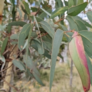 Eucalyptus mannifera at Mount Majura - 12 Feb 2022 03:37 PM