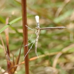 Stenoptilia zophodactylus (Dowdy Plume Moth) at Yass River, NSW - 12 Feb 2022 by SenexRugosus