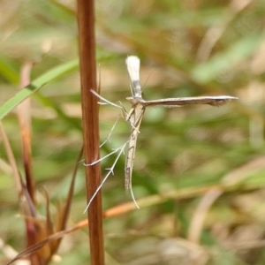 Stenoptilia zophodactylus at Yass River, NSW - 12 Feb 2022