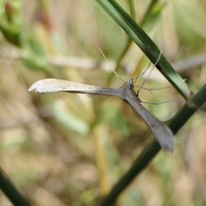 Stenoptilia zophodactylus at Yass River, NSW - 12 Feb 2022