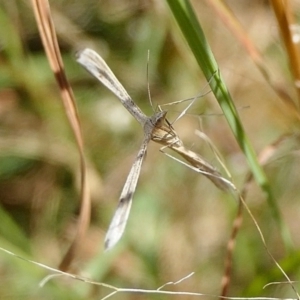 Stenoptilia zophodactylus at Yass River, NSW - 12 Feb 2022