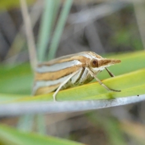 Hednota bivittella at Yass River, NSW - 12 Feb 2022