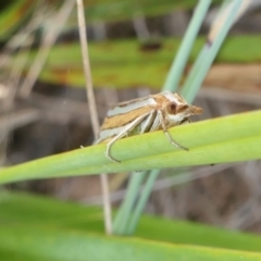 Hednota bivittella at Yass River, NSW - 12 Feb 2022