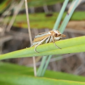 Hednota bivittella at Yass River, NSW - 12 Feb 2022