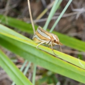 Hednota bivittella at Yass River, NSW - 12 Feb 2022