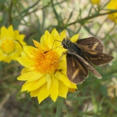 Ocybadistes walkeri (Green Grass-dart) at Yass River, NSW - 12 Feb 2022 by SenexRugosus