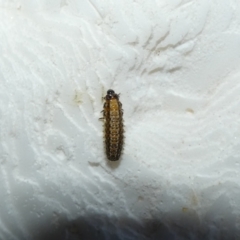 Chrysomelidae sp. (family) (Unidentified Leaf Beetle) at McKellar, ACT - 12 Feb 2022 by Birdy