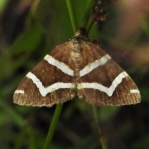 Chrysolarentia oxygona at Cotter River, ACT - 11 Feb 2022