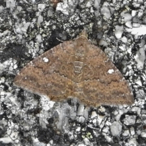 Chrysolarentia heteroleuca at Cotter River, ACT - 11 Feb 2022