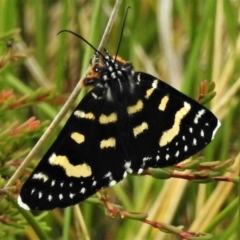 Phalaenoides tristifica (Willow-herb Day-moth) at Cotter River, ACT - 11 Feb 2022 by JohnBundock