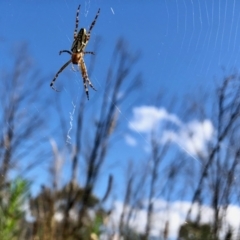 Plebs bradleyi (Enamelled spider) at Rendezvous Creek, ACT - 12 Feb 2022 by KMcCue