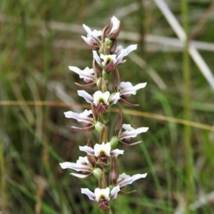 Paraprasophyllum alpestre at Cotter River, ACT - 11 Feb 2022