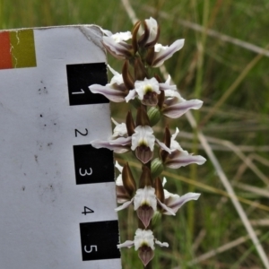 Paraprasophyllum alpestre at Cotter River, ACT - suppressed