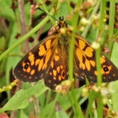 Oreixenica orichora (Spotted Alpine Xenica) at Cotter River, ACT - 10 Feb 2022 by JohnBundock