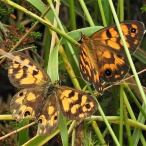 Heteronympha cordace at Cotter River, ACT - 11 Feb 2022 11:40 AM