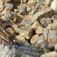 Asilinae sp. (subfamily) (Unidentified asiline Robberfly) at Cotter River, ACT - 11 Feb 2022 by GirtsO