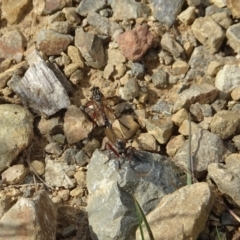 Asilinae sp. (subfamily) at Cotter River, ACT - 11 Feb 2022 04:07 PM