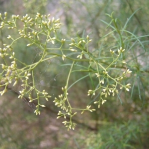 Cassinia quinquefaria at Molonglo Valley, ACT - 12 Feb 2022