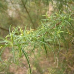 Cassinia quinquefaria at Molonglo Valley, ACT - 12 Feb 2022