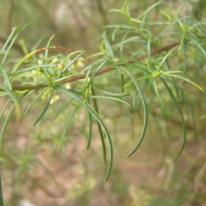 Cassinia quinquefaria at Molonglo Valley, ACT - 12 Feb 2022