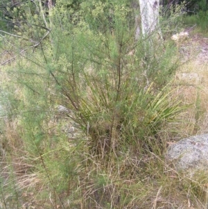 Cassinia quinquefaria at Molonglo Valley, ACT - 12 Feb 2022