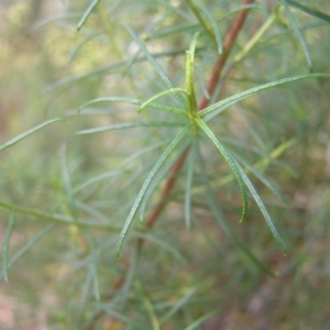 Cassinia quinquefaria at Molonglo Valley, ACT - 12 Feb 2022