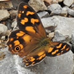 Heteronympha solandri (Solander's Brown) at Cotter River, ACT - 11 Feb 2022 by JohnBundock