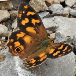 Heteronympha solandri at Cotter River, ACT - 11 Feb 2022 04:59 PM