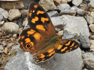 Heteronympha solandri (Solander's Brown) at Cotter River, ACT - 11 Feb 2022 by JohnBundock