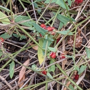 Einadia nutans subsp. nutans at Watson, ACT - 12 Feb 2022 03:52 PM