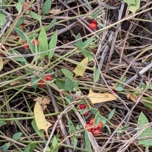 Einadia nutans subsp. nutans at Watson, ACT - 12 Feb 2022 03:52 PM