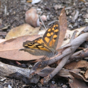 Geitoneura klugii at Molonglo Valley, ACT - 12 Feb 2022 01:44 PM