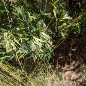 Styphelia triflora at Watson, ACT - 12 Feb 2022