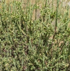 Styphelia triflora at Watson, ACT - 12 Feb 2022