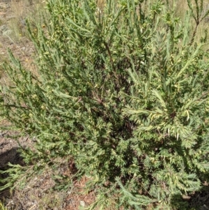 Styphelia triflora at Watson, ACT - 12 Feb 2022