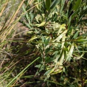 Styphelia triflora at Watson, ACT - 12 Feb 2022