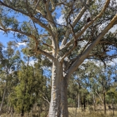 Eucalyptus mannifera (Brittle Gum) at Watson, ACT - 12 Feb 2022 by abread111