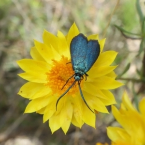 Pollanisus viridipulverulenta at Yass River, NSW - 12 Feb 2022