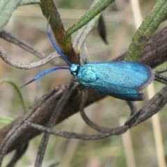 Pollanisus viridipulverulenta at Yass River, NSW - 12 Feb 2022 01:50 PM