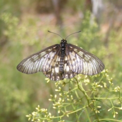 Acraea andromacha (Glasswing) at Molonglo Valley, ACT - 12 Feb 2022 by MatthewFrawley