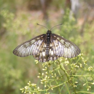 Acraea andromacha at Molonglo Valley, ACT - 12 Feb 2022 01:30 PM