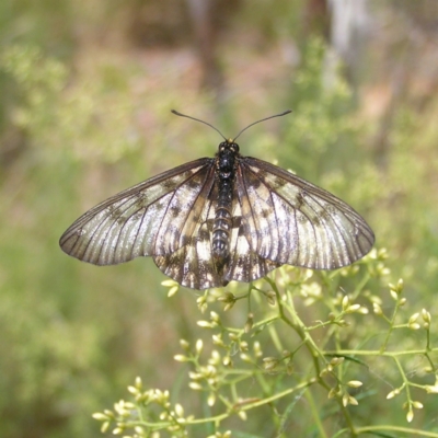 Acraea andromacha (Glasswing) at Molonglo Valley, ACT - 12 Feb 2022 by MatthewFrawley