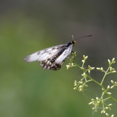 Acraea andromacha at Molonglo Valley, ACT - 12 Feb 2022 01:30 PM